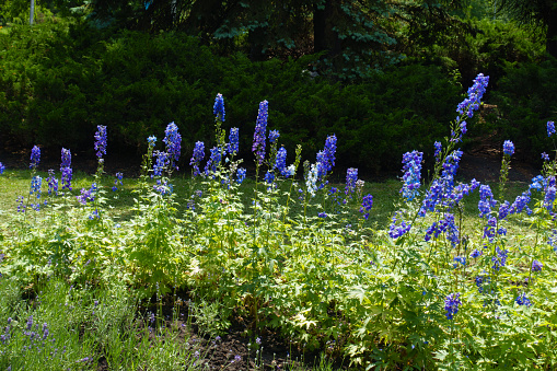 Numerous blue flowers of larkspur in mid June