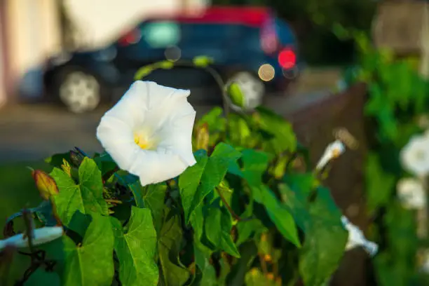 hedge-bindweed on a fence with white flower and car in the background