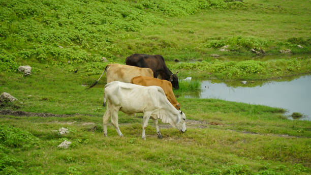 istock Herd of Thai Cows on a green field, Thailand 1679861095