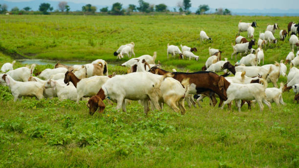 istock Herd of Thai Cows on a green field, Thailand 1679861614
