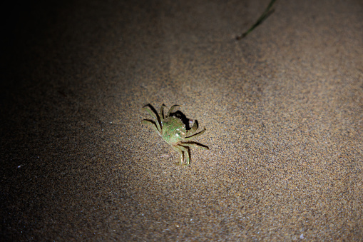 close up view from above of a tiny green crab moving on the shoreline at night, in summer