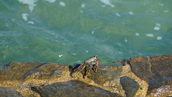 Small Yellow-ish Crab at Botanical Beach (British Columbia) during Low Tide