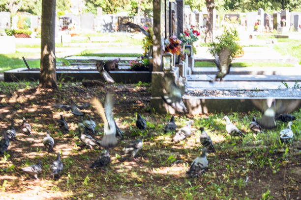 Vienna, Austria. 12 Aug 2023: Simmering Cemetery in Vienna, an ancient burial site dating back to Roman times, features a captivating blend of history, architecture, and solemn beauty.