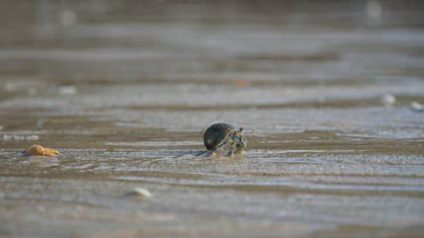 istock Wildlife Beach Hermit Crab Animal Shell Seashell on Beach Macro 1679862595