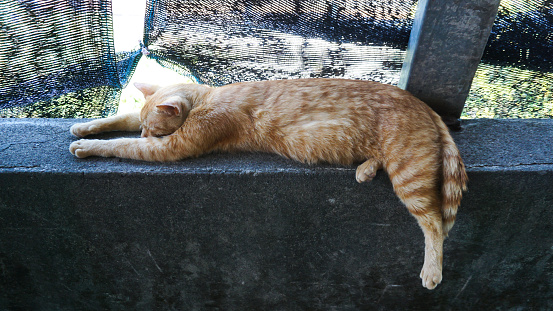 Ginger cat is lying on outdoors concrete floor texture. Close-up of a cute ginger tabby kitten. Home pet.