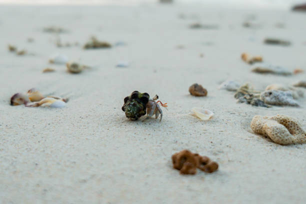 close up of a ghost crab on white sand beach in maldives islands, indian ocean.
