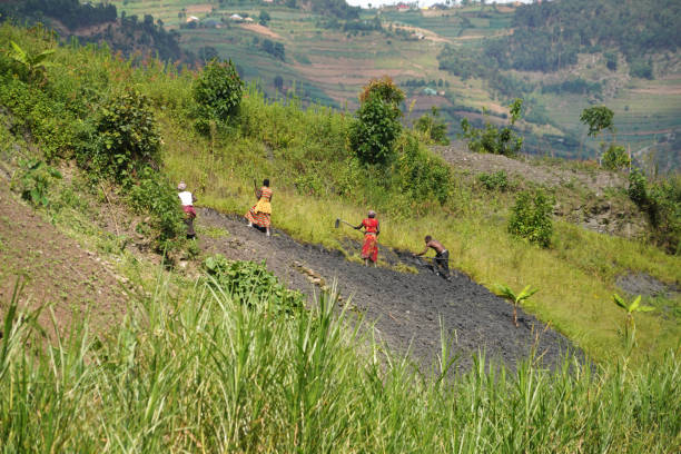 Senior African woman working with traditional hoe in corn maize field in rural African setting, Malealea, Lesotho