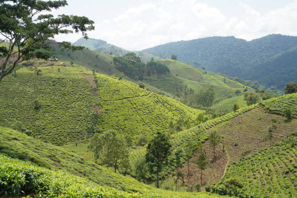 istock South Uganda landscapes 1679865417