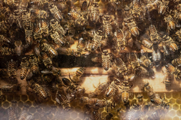 istock Swarm of bees in a beehive 1679871910