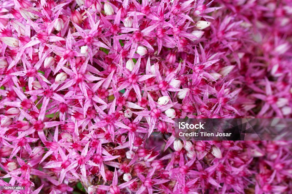 Inflorescence of pink-flowered hermelica (Hylotelephium sp.) Color Image Stock Photo