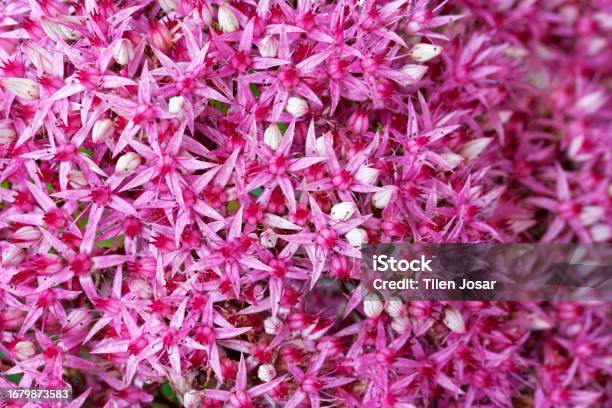 Inflorescence Of Pinkflowered Hermelica Stock Photo - Download Image Now