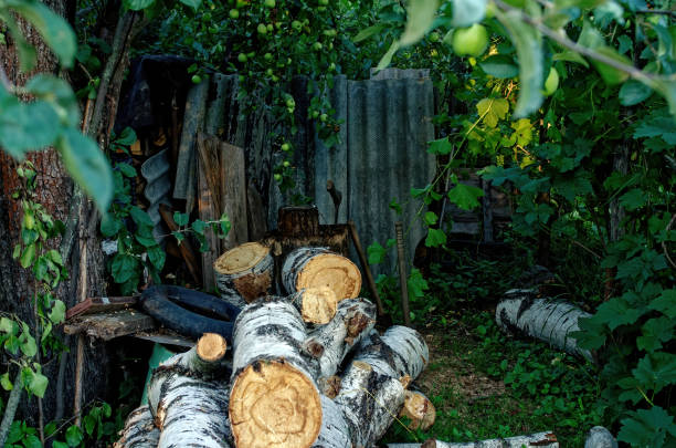 Birch firewood lies in the garden, in summer