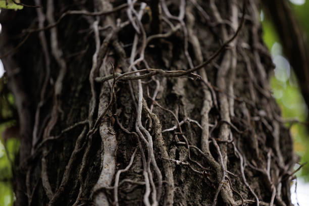 close up view of dry ivy roots and branches climbing on a tree trunk