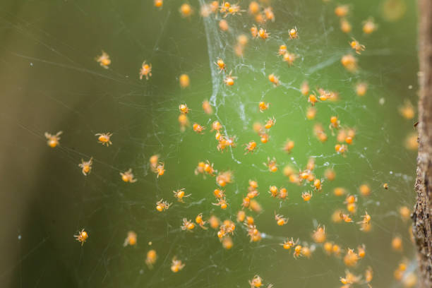 istock Several small baby spiders Gathered together in the mother spider's web. 1679882315