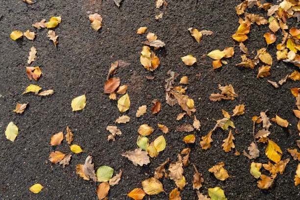 Autumn leaves on asphalt in the fall season