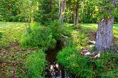 Idyllic stream winds through green grass and woodland