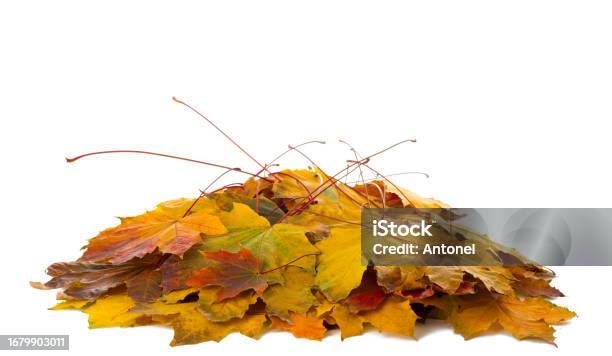 Heap Of Colorful Maple Leaves Isolated On White Background Stock Photo - Download Image Now