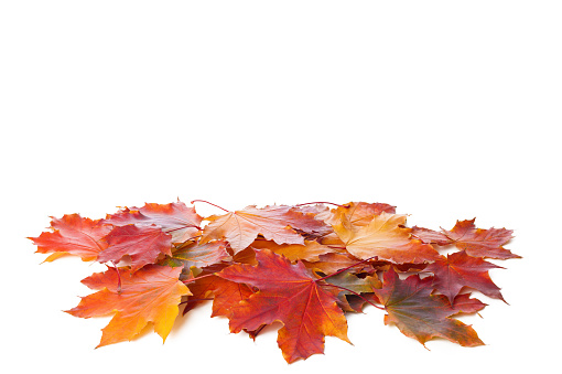 Colorful Maple leaves isolated on white background.