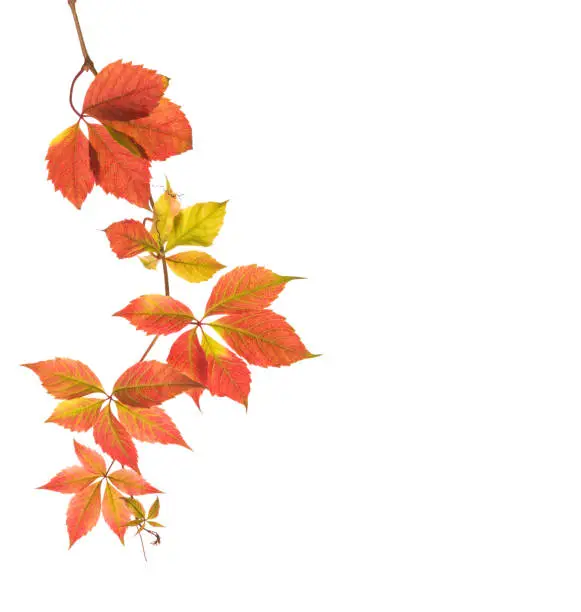 Autumn  branch  of Five-Leaved Ivy  with colorful  leaves isolated on white background.