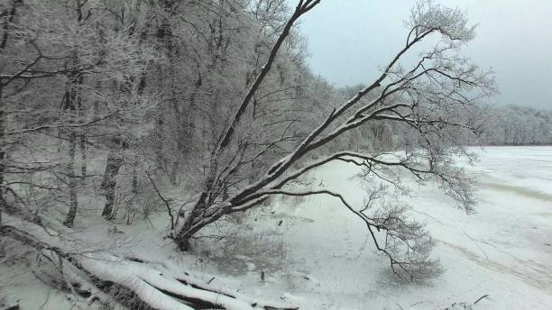 凍った湖の海岸に木の枝を飛行 - branch plant part ストックフォトと画像