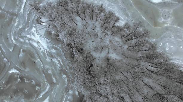 凍った湖、雪に覆われた森林の垂直アンテナ - branch plant part ストックフォトと画像