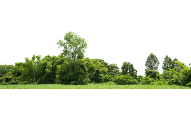 istock View of a High definition Treeline isolated on a white background 1679927900