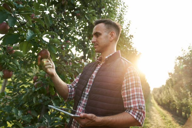 istock Caucasian farmer checking apple quality with help of digital tablet 1679942251