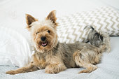The Yorkshire Terrier is lying on the bed on a light blanket and looking at camera