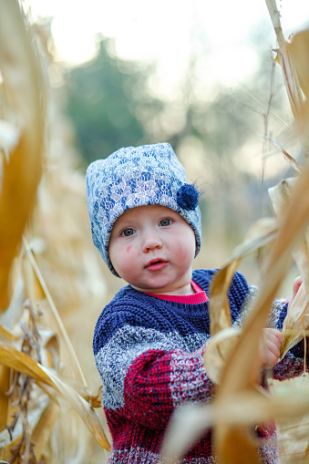 Beautiful baby in warm stylish sweater standing in middle of corn field. Harvest time. organic agriculture for children. Cute child on a foggy autumn evening outdoor. Happy children day concept
