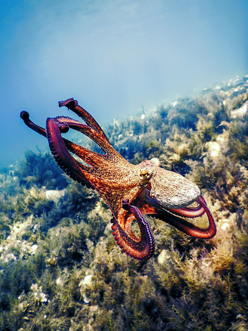 Common Octopus Flight (Octopus vulgaris) Underwater