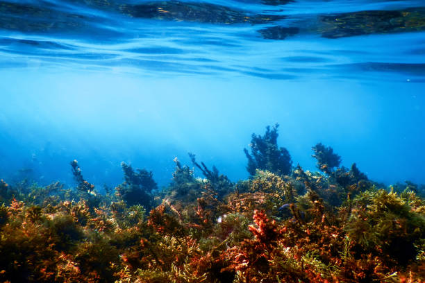 istock Seaweed, Seaweed Underwater, Seaweed Shallow Water 1679963547