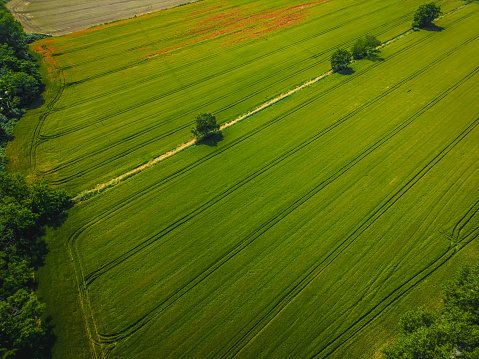 Top view of green fields in summer and countryside in the suburbs of Milan. Poasco, Lombardy, Italy