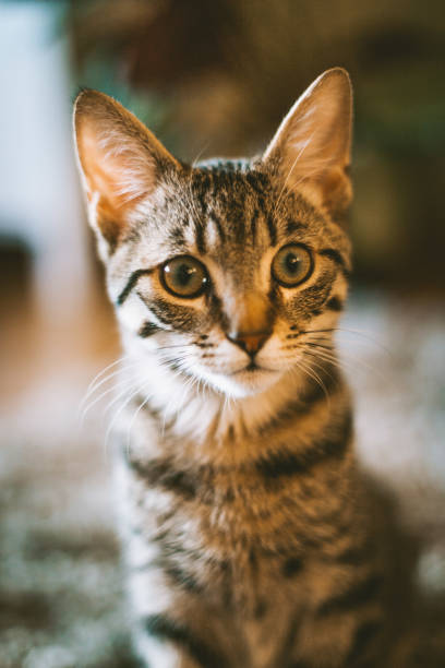 istock a gray, cute, tabby cat inside home 1679968863
