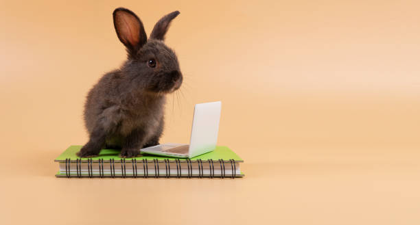 istock Adorable furry baby rabbit black bunny looking at something with laptop on book while standing over isolated pastel background. Newborn bunny study information online with small pc. Animal education. 1679977395