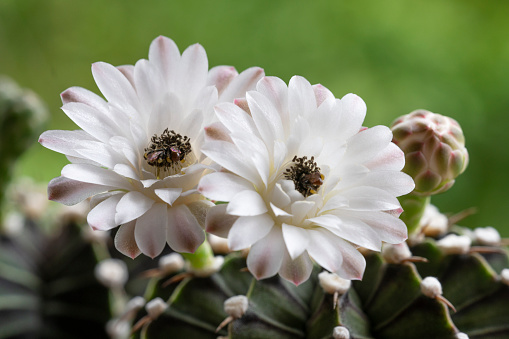 A close up of white flowers in bloom on a saguaro cactus in the Sonoran Desert region of Arizona in late May and the bees pollinating the plant.  Image illustrated various stages of the bloom; new, in bloom, and past.
