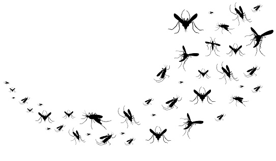 Mosquito insects fly, bugs silhouette. Black sketch of gnat, group of pests, zika or animal malaria epidemic. Bloodsucker control with repellent spray. Vector cartoon isolated on white illustration