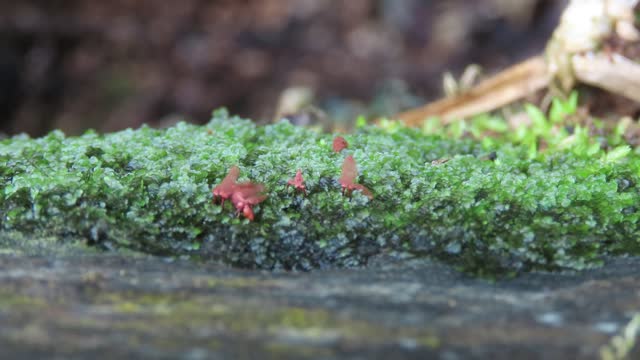 lichen on log