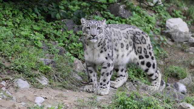 Slow motion of Wild ounce snow leopard chasing in wilderness with rocks, close up tracking shot