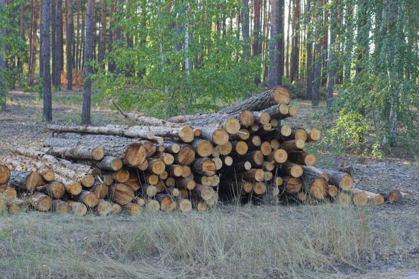 a pile of brown pine tree logs on the ground in the forest