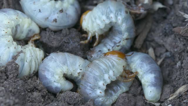 Many stag beetle larvae on the surface of the ground in the garden
