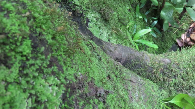 lichen on moos on tree