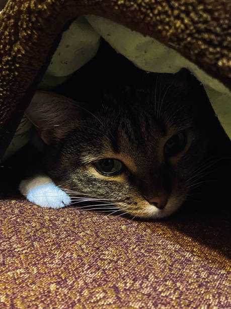 istock Cute cat hiding under a blanket in the house. Selective focus. 1680078768