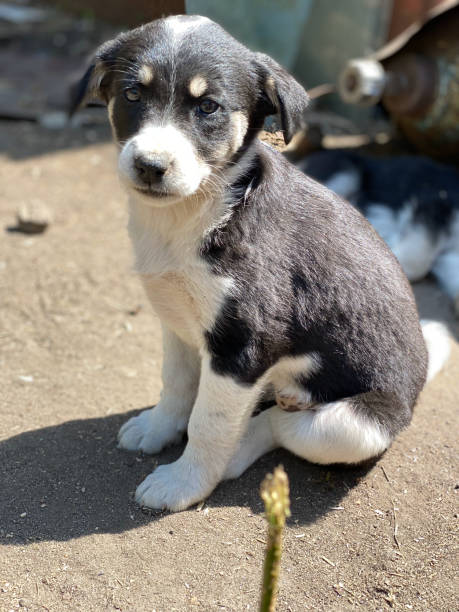 istock Puppy sits on the ground and looks into the camera. 1680080384