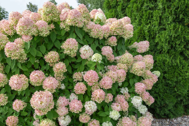 hortensie paniculata und nadelbaum. schöner gartenweg aus natursteinen, kies. riesiger landschaftsbau-trend. rasen, sträucher im hinterhof. landschaftlich schön angelegt. fußweg. grünes wohndesign - temperate flower hydrangea plant flower stock-fotos und bilder