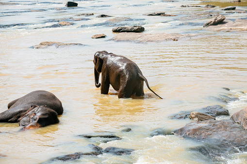 Two elephants - one standing and the other lying down, in a shallow river with many rocks and boulders. The water is a light brown color and is slightly murky. The background consists of trees and foliage, and the mood of the image is peaceful and serene. Shot taken in Pinnawala, Sri lanka.