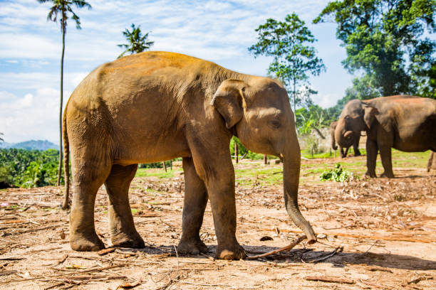 istock An elephant covered in mud standing in a field with palm trees and a mountain range in the background.
Pinnawala, Sri lanka. 1680093665