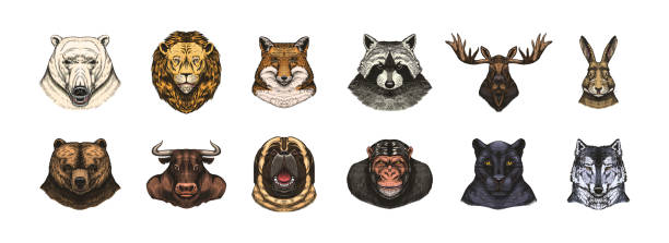 istock Fox and raccoon, dog Deer and hare, panther and wolf monkey Polar bear and lion, Brown bear and bull.. Animal in vintage style. Retro vector illustration. Doodle style. Hand drawn engraved sketch 1680099617
