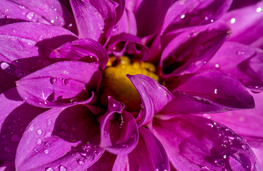 purple color flower Covered in Raindrops in morning
