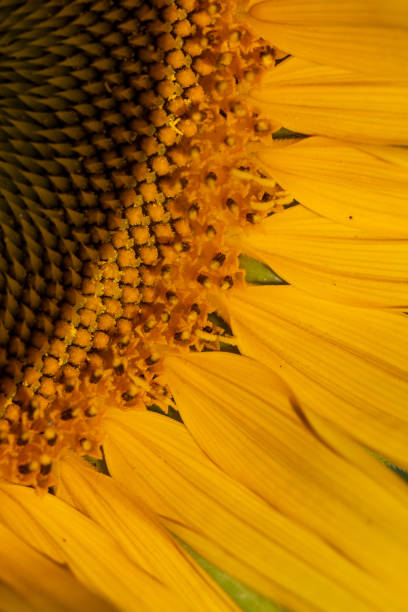 istock Sunflower Close-up 1680112881