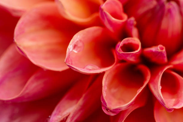 Close-up of a bright pink dahlia segment that can be used as a background or wallpaper for any project.